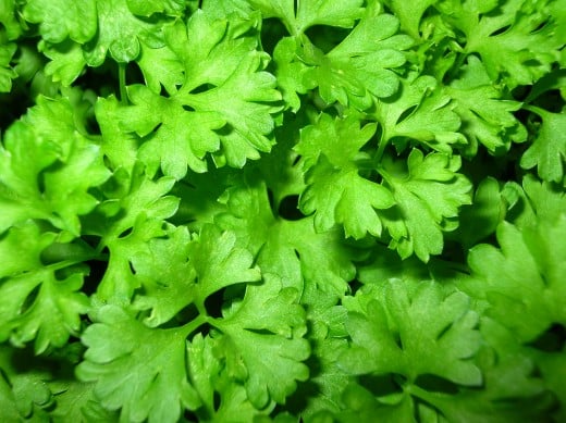 There is no substitute for fresh green parsley! photo by froggi at sxc.hu.