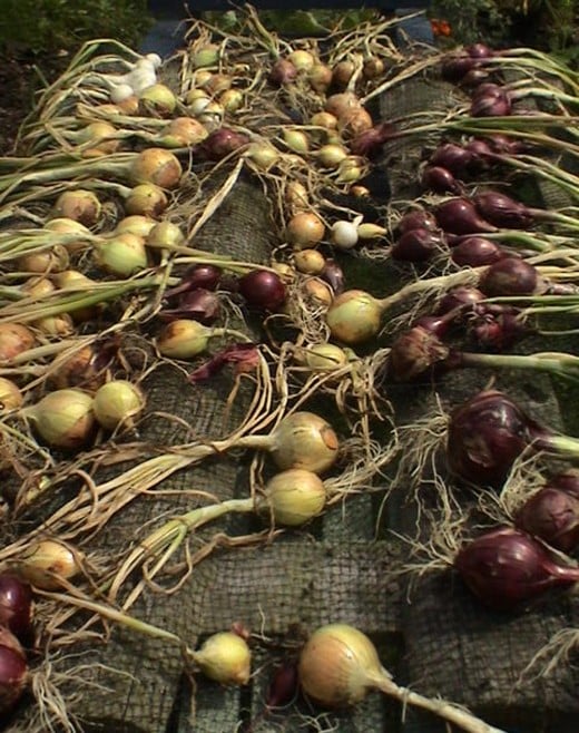 Freshly pulled onions, still with their tops on, all in neat little rows. Photo by raflowers at sxc.hu.