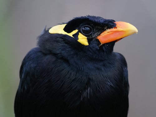 The myna bird - a natural mimic or could autism extend to birdlife?.