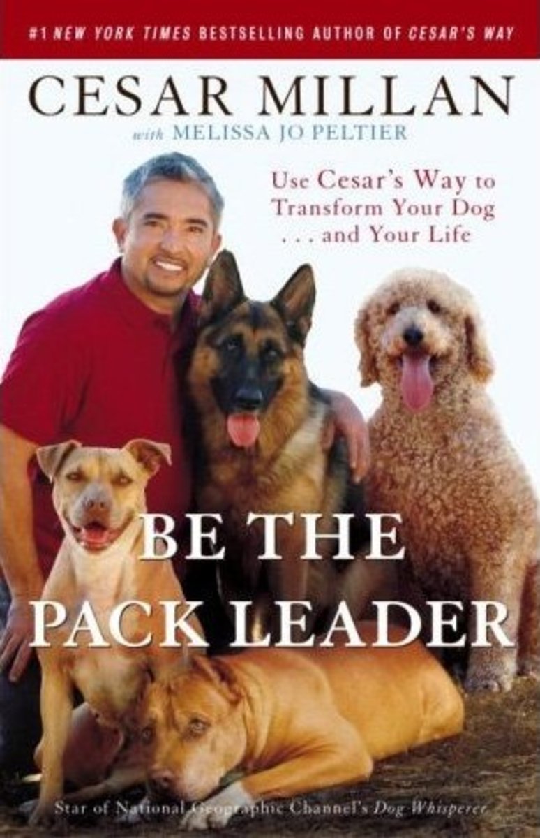 Cesar Millan's Positive Dog Training Techniques PetHelpful