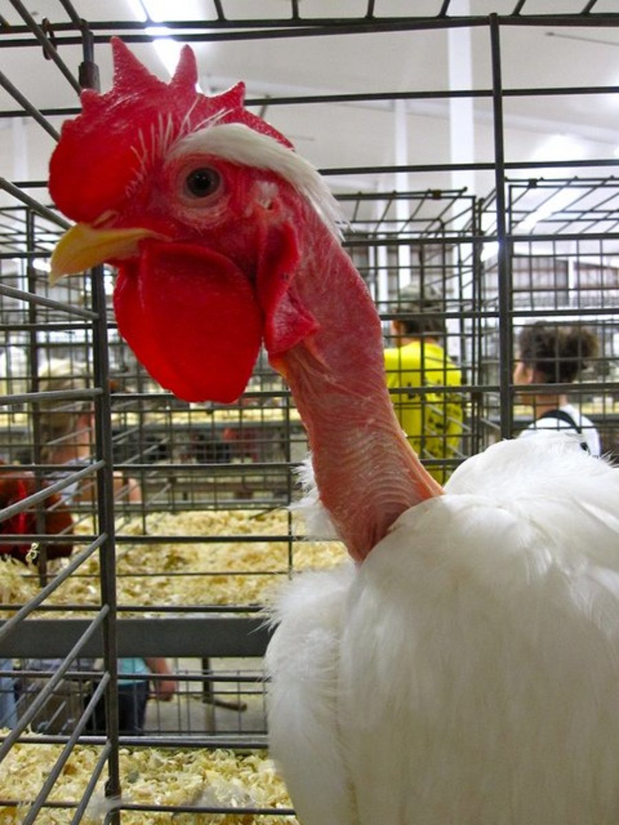 What Is a Turken (Turkin)? A Transylvanian Naked Neck Chicken