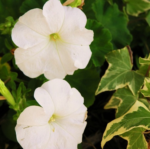 White Petunia and Glacier Ivy share a combination hanging basket.
