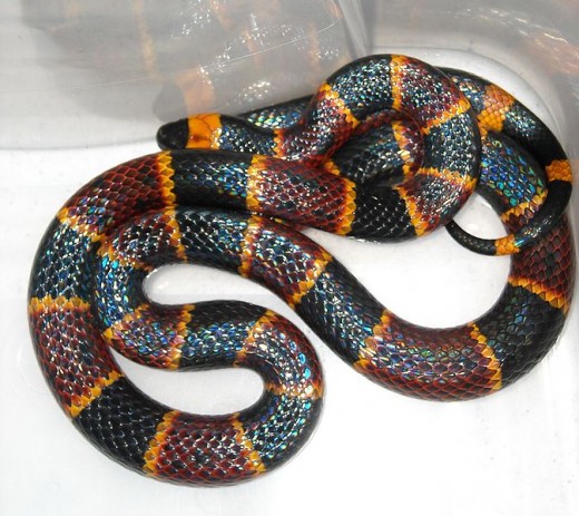 The Eastern Coral Snake or any species of Coral Snake is not for a pet. It should only be kept by professional snake keepers or in a zoo or reptile exhibit. The Eastern Coral Snake is one of the most dangerous snakes in the USA.