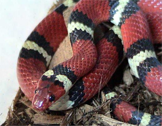 This is a Scarlet King Snake. Notice the difference in their coloring. If you ever have any doubt let the snake along. 