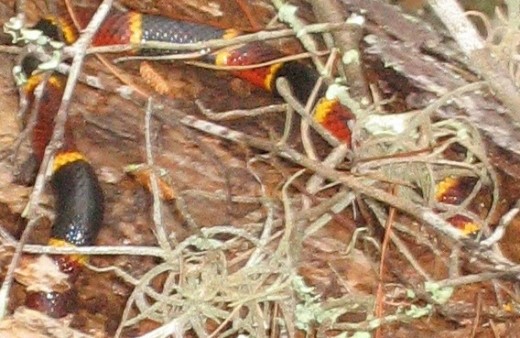 Notice that the Eastern Coral Snake in this photo is almost hidden. So it is quite easy to be right near one of these snakes and not even notice. 