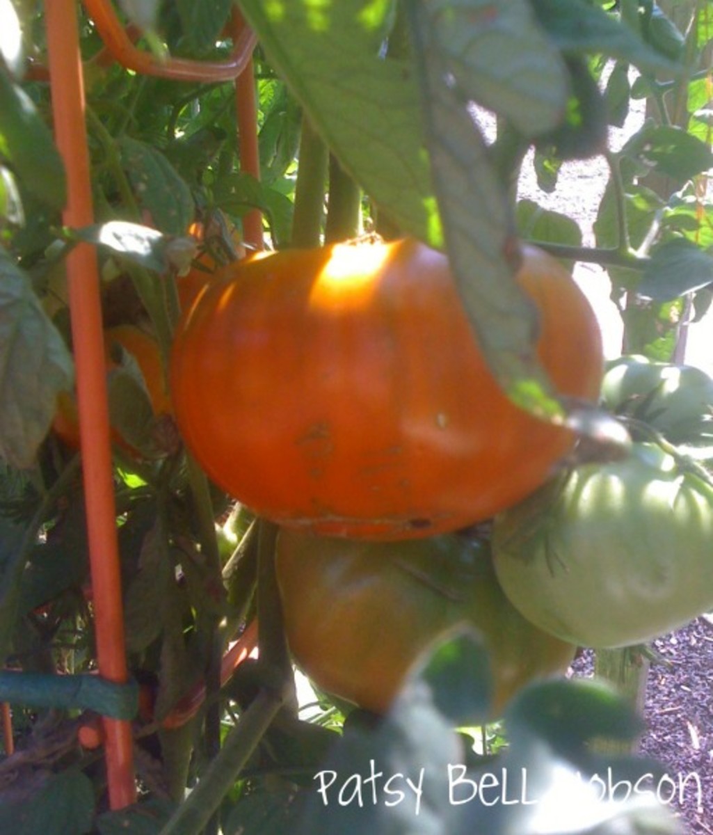 More of a brick than black, the color and taste are deep, rich award winning tomatoes.
