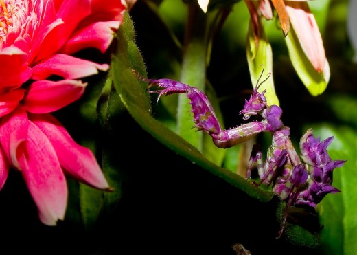 A beautiful preying mantis just before adulthood