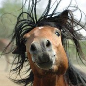 melbournecup2008 profile image