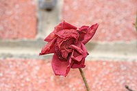 Dried roses are often used in potpourri mixes.
