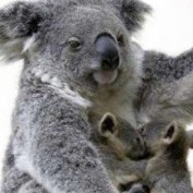 koala profile image