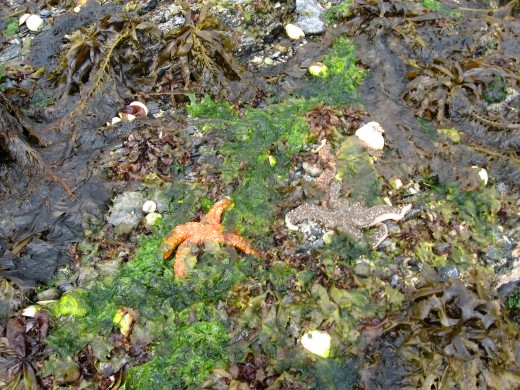 A couple of starfishes unraveled.