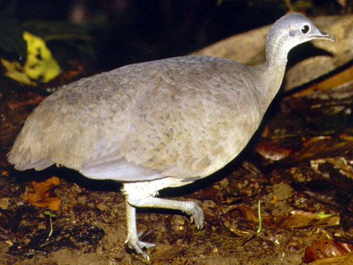 Greater Tinamou