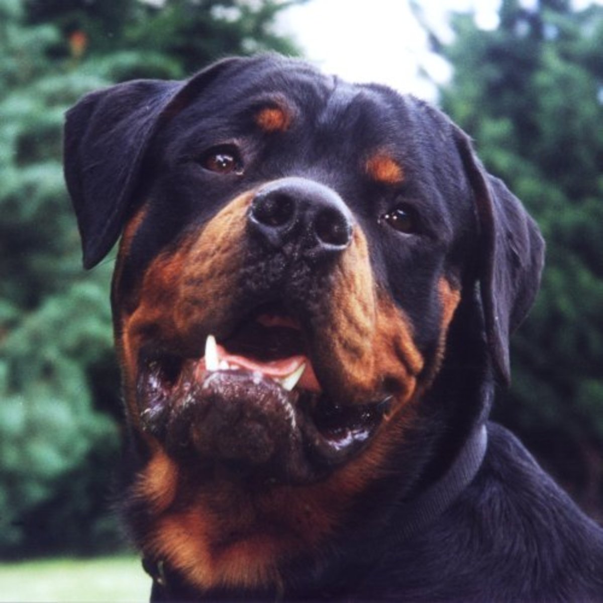 How To Raise A Well Trained Non Aggressive Rottweiler Pethelpful
