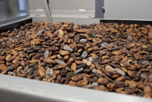 Cocoa bean production