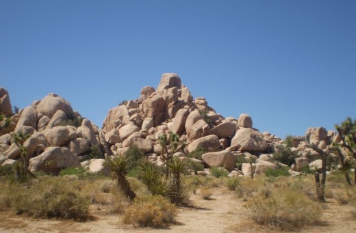 A day out at Joshua Tree.