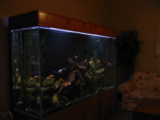 Tank Positioning within the Home