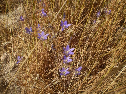 Purple wild flowers spotted out a Joshua Tree.