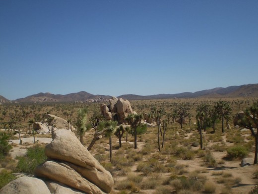 Joshua Trees and magnificent boulders in the distance.