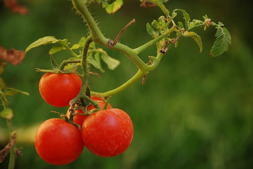 Tomatoes sold on the vine have a sweeter, more complex flavor.