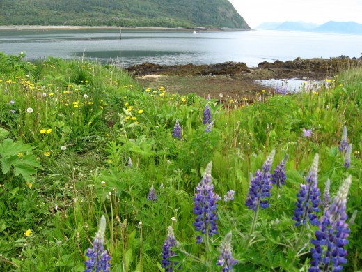 The sumptuous lupines abound around the village.