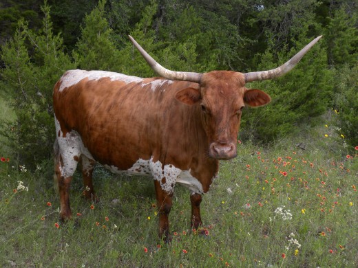 Texas Long Horn