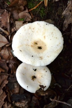 Funny Fungi-Poison Mushrooms Can Kill
