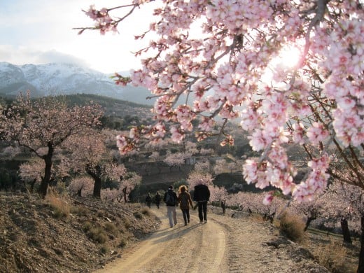 Almond blossoms in Abrucena, Sierra Nevada