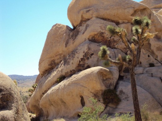 Large boulders and a Joshua tree.