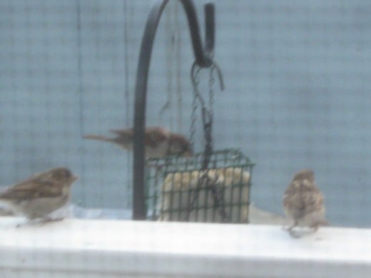 Sparrows at suet feeder