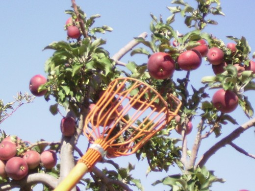 A fruit picker makes it easy to reach the high ones.