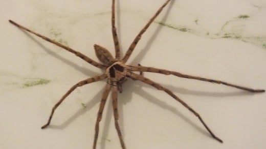 A couple of days ago this huge spider appeared on the wall of my bathroom