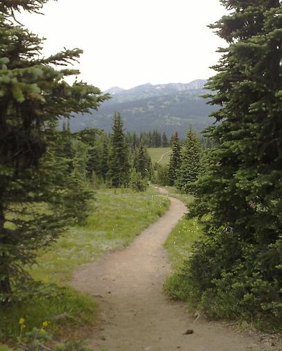Pathway through the Alpine Meadow. Manning Park, BC Canada