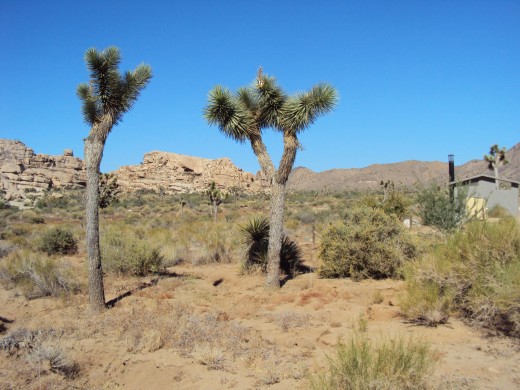 The two Joshua trees are waving goodbye, and hope you will visit again real soon!
