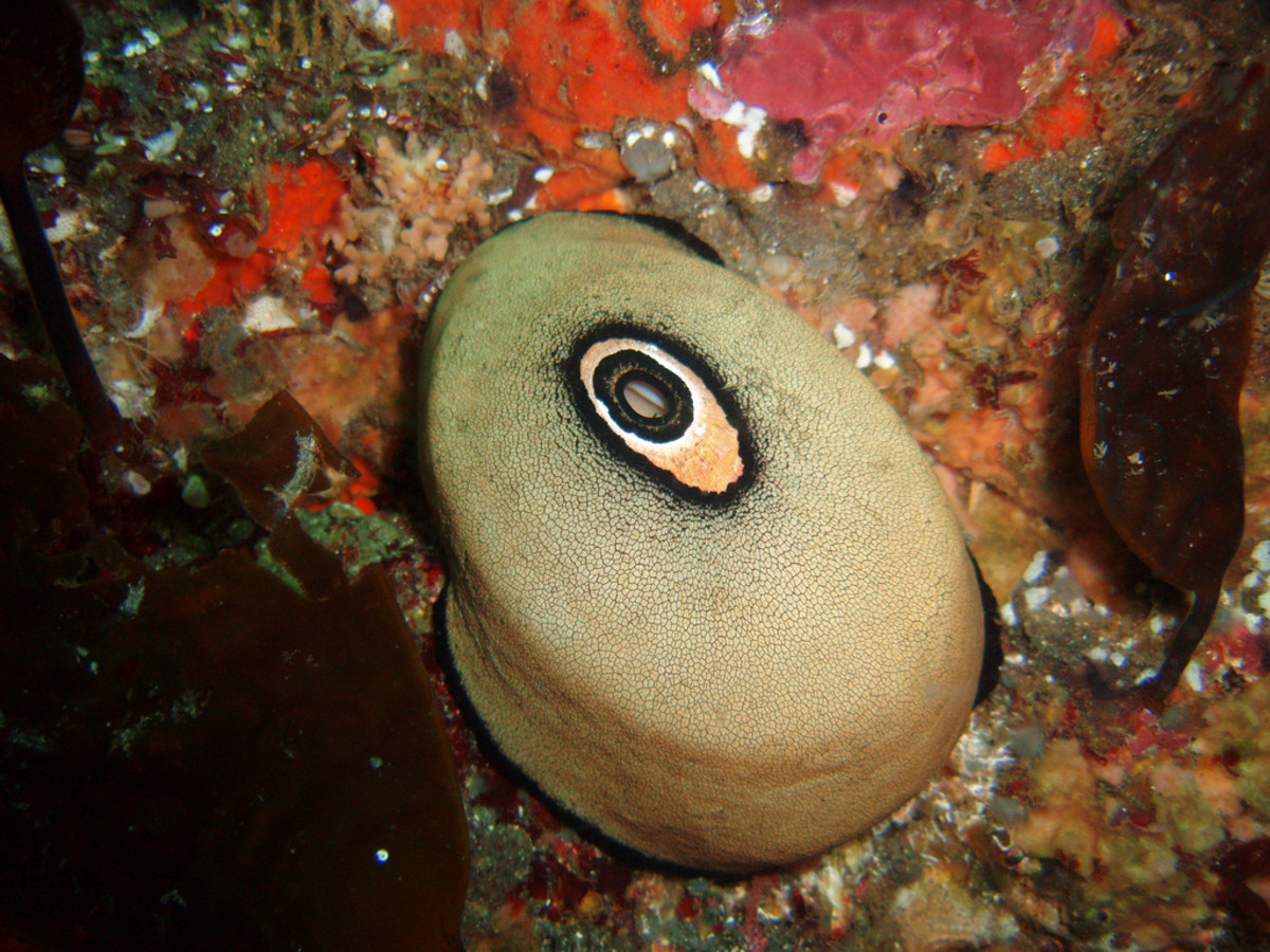 Chemicals from the Keyhole Limpet are being tested in the treatment of cancer.