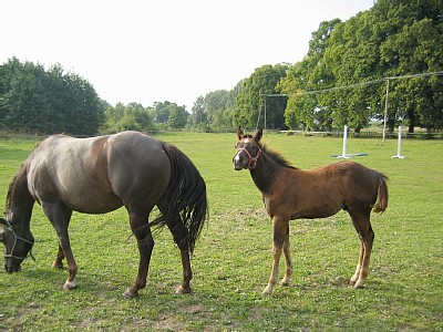 A horse and foal relax in the field