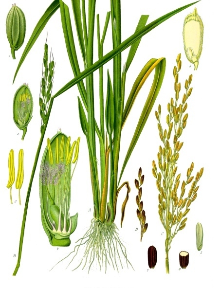 Oryza Sativa Japonica.  Varietals of this temperate climate-adapted rice are now being cultivated in Vermont.  Painting by Franz Eugene Koehler, courtesy Wikimedia Commons. 