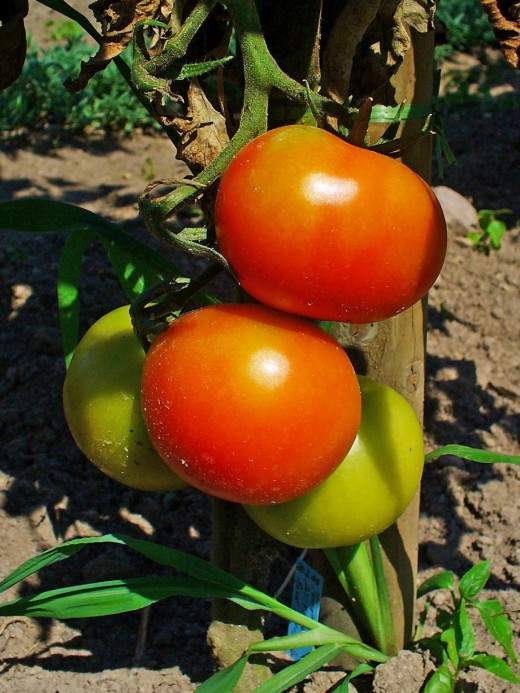 Vine-ripened tomatoes
