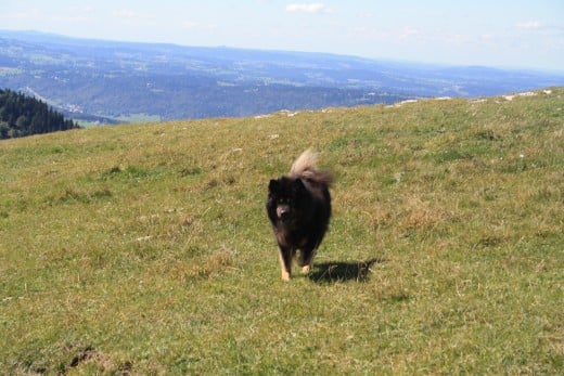 Chasseral, Switzerland - Panorama of 3 Lakes, Forest and Alp Mountains