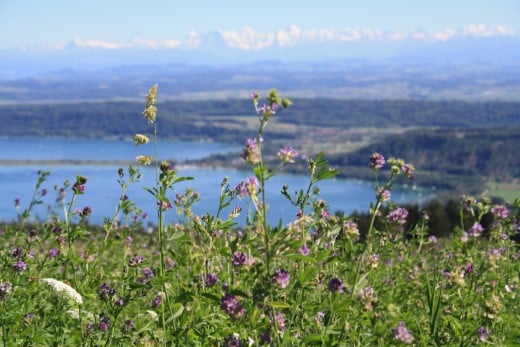 Chasseral, Switzerland - Panorama of 3 Lakes, Forest and Alp Mountains