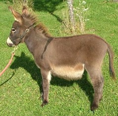The Donkey or the Ass is the symbol of the Democratic Party.  It represents someone that is hard headed, stubborn, a follower, slow to get things done, not easy to work with. 