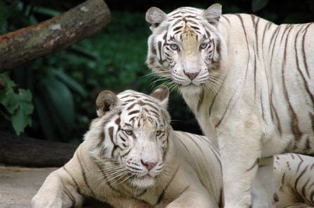 White Tigers at Singapore Zoo