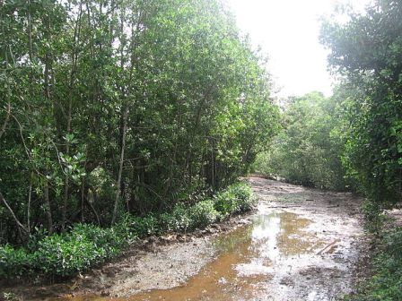 Mangroves at Pulau Ubin