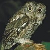 Owls in Florida: A Look at the Different Types of Owls in Florida