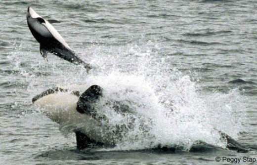 The Awesome Intelligence of Cetaceans Part 3 - Killer Whales | hubpages