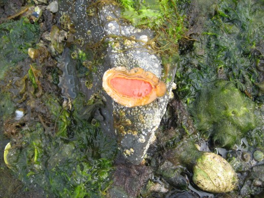 A type of bivalve--similar to a mussel.   Found clinging to rocks during low tide. The orange part is the meat that is eaten raw upon prying the shells open. Crunchy and bland.