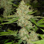 Grow profile image