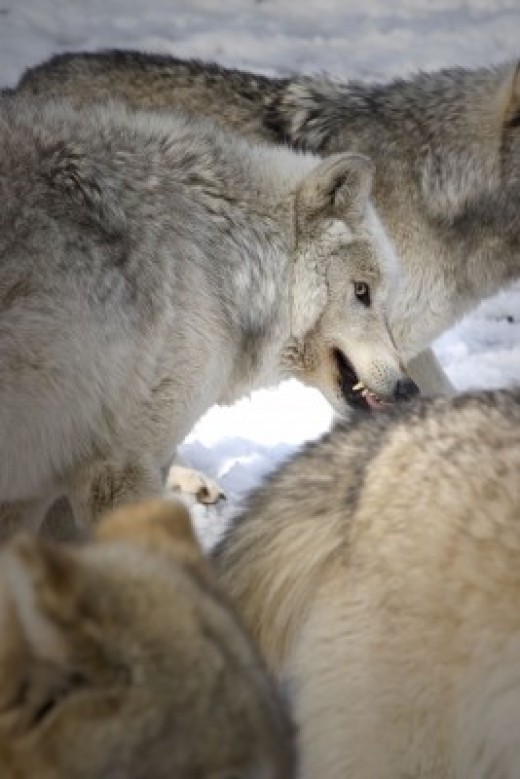 Gray Wolf Habitat and Behavior HubPages