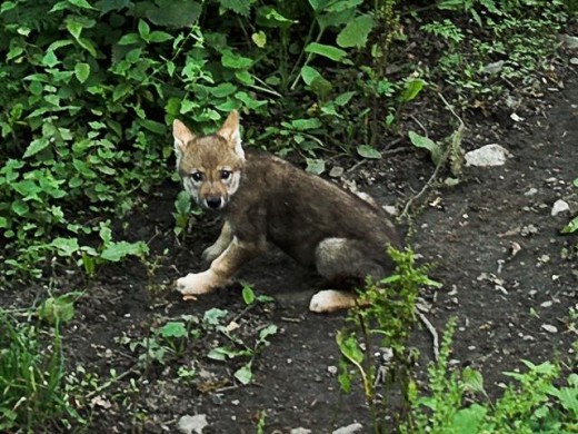 Wolf Pup