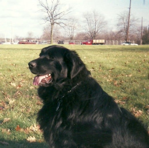 A rescue Newfoundland named Ebony.