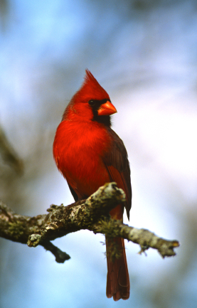 Male Northern Cardinal